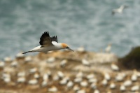 Terej australsky - Sula serrator - Australian Gannet - takapu 0686